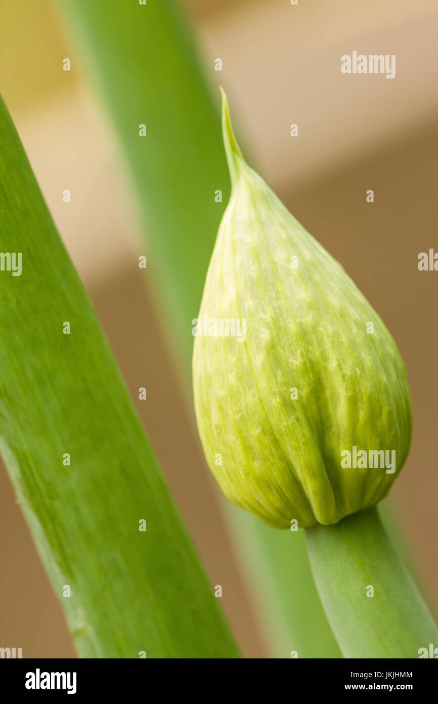Bunching onion hires stock photography and images Alamy