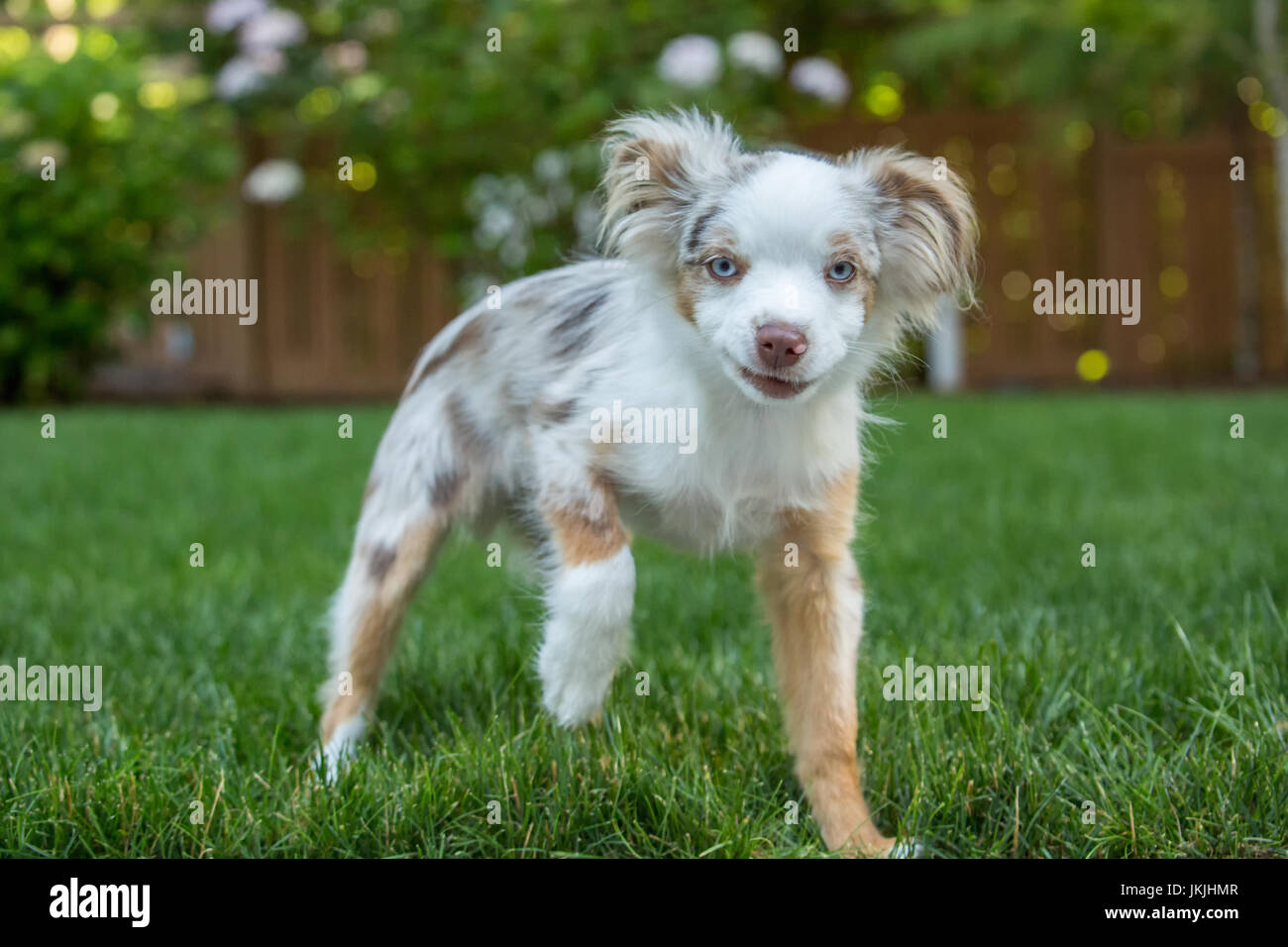 Mini Australian Shepherd puppy "Flynn" playing in his yard in Issaquah