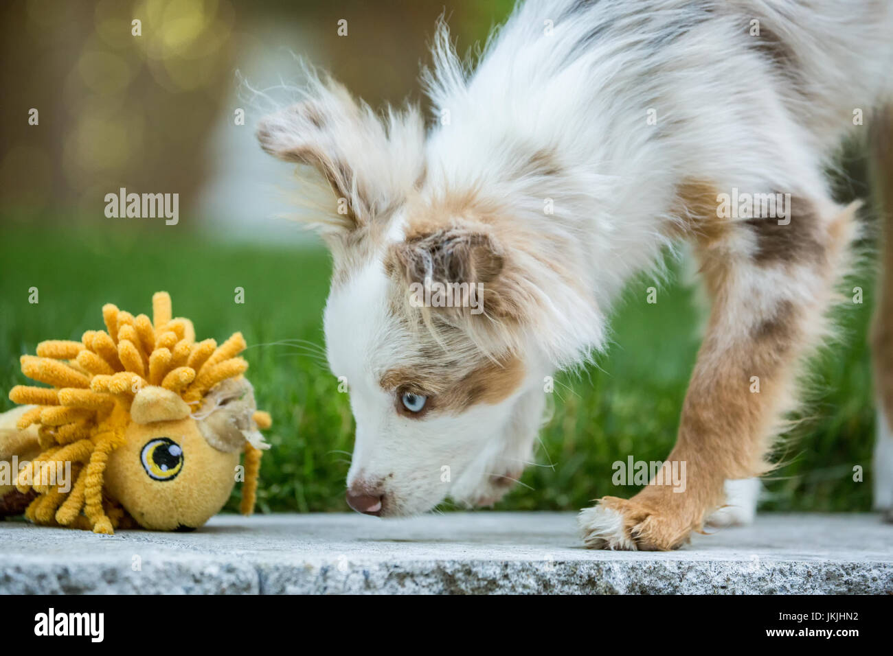 australian shepherd stuffed animal blue eyes