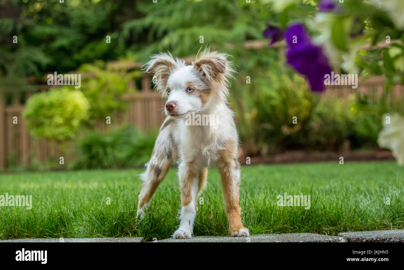 Mini Australian Shepherd puppy "Flynn" playing in his yard in Issaquah