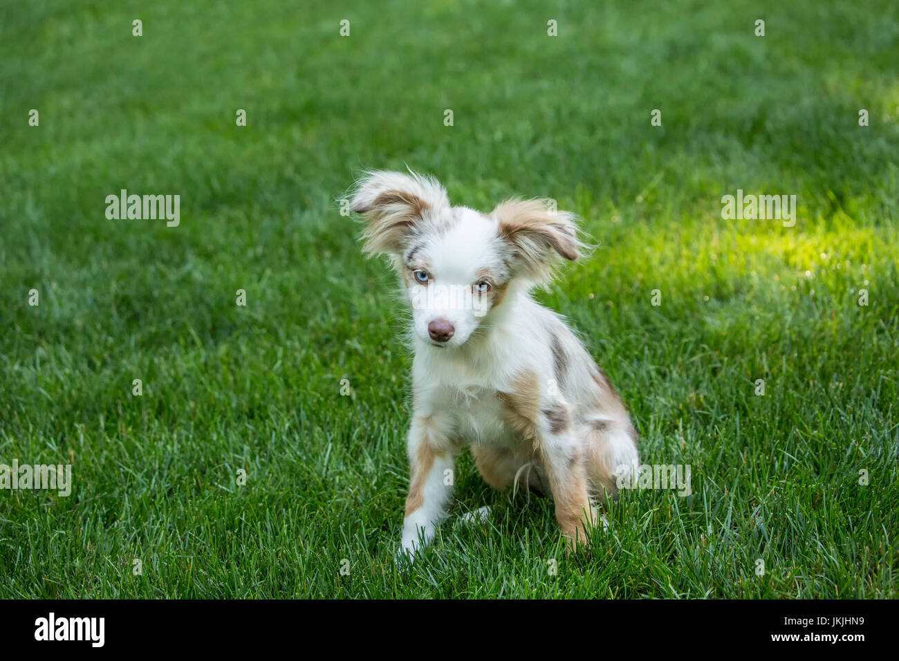 Mini Australian Shepherd puppy "Flynn" playing in his yard in Issaquah