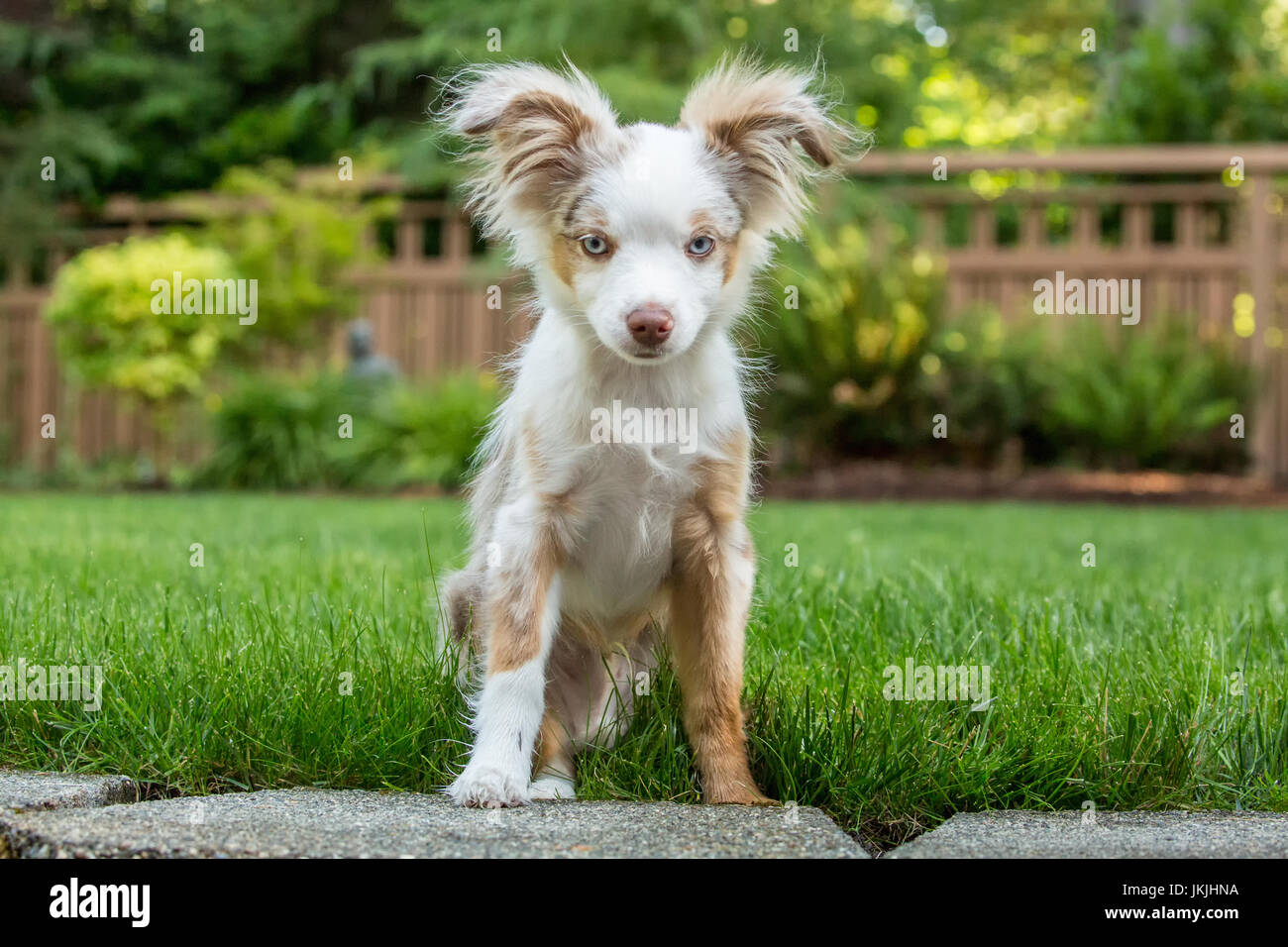 Mini Australian Shepherd Puppy Flynn Playing In His Yard In Issaquah Washington Usa Stock Photo Alamy