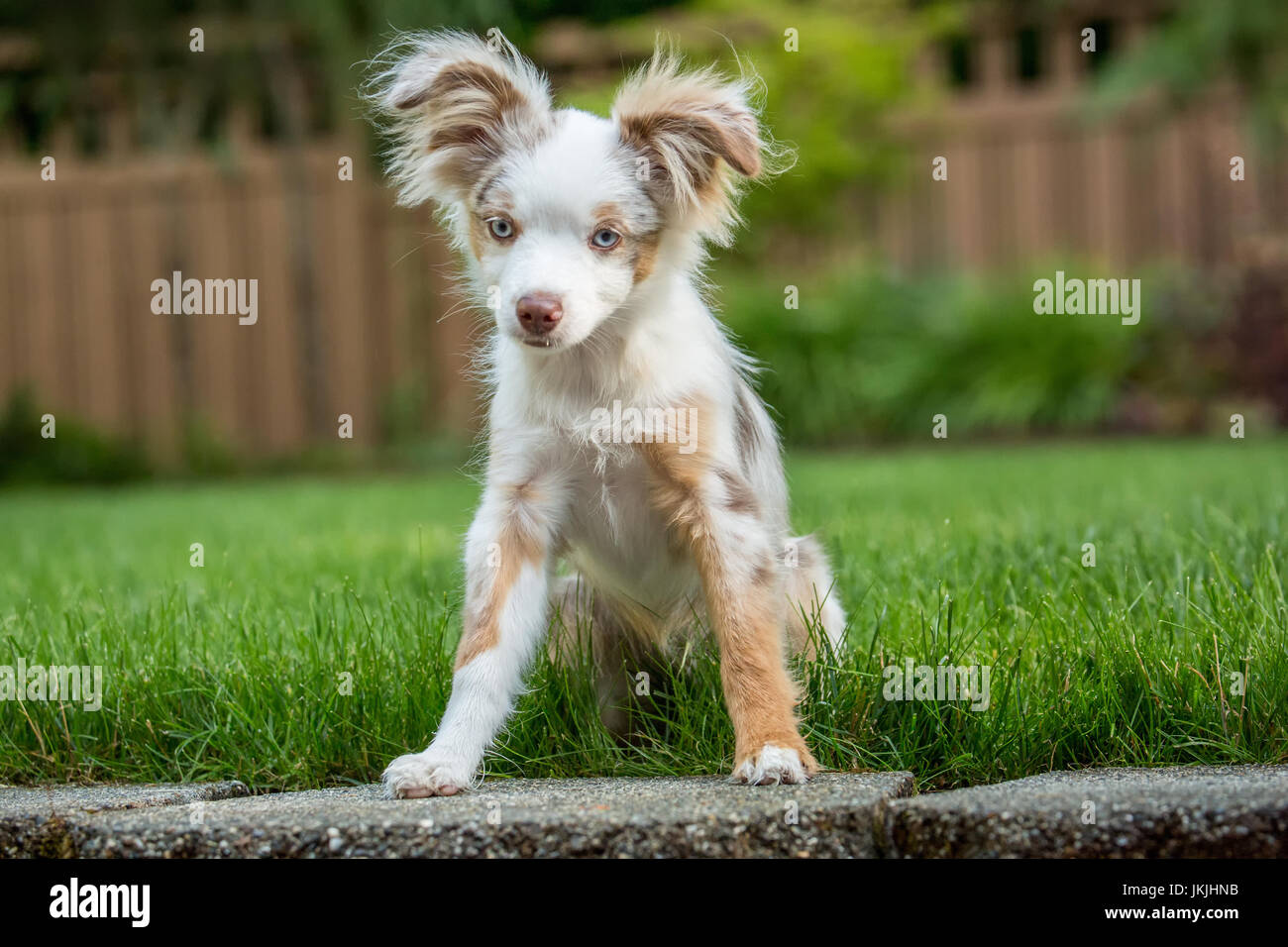 Mini australian shepherd hi-res photography images - Alamy