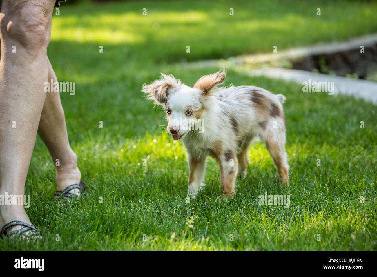 Page 3 Australian Shepherd And Mini Aussie High Resolution Stock Photography And Images Alamy