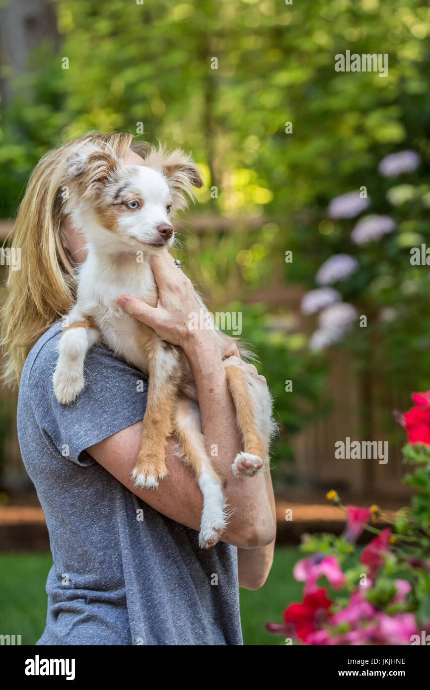 Mini Australian Shepherd puppy "Flynn" being held by his owner in