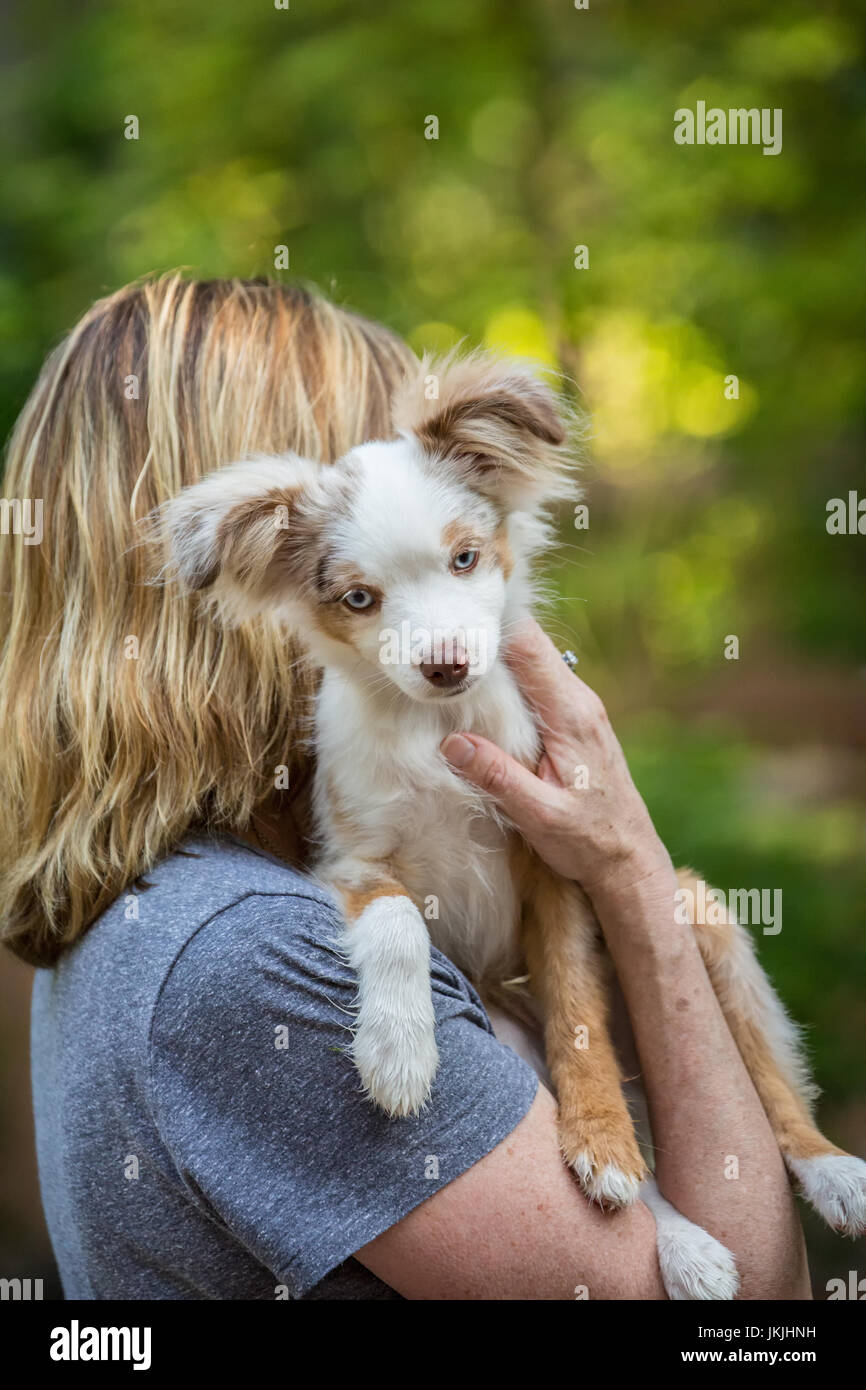 mini australian puppies for sale in pacific northwest