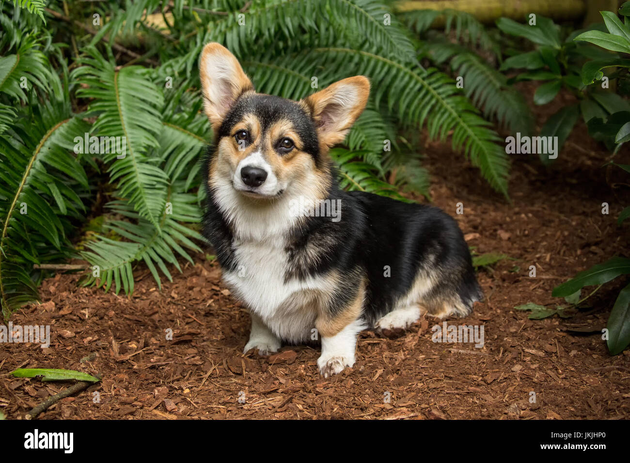 Tucker, a six month old Corgi puppy, posing in front of Western Sword Fern in Issaquah, Washington, USA Stock Photo