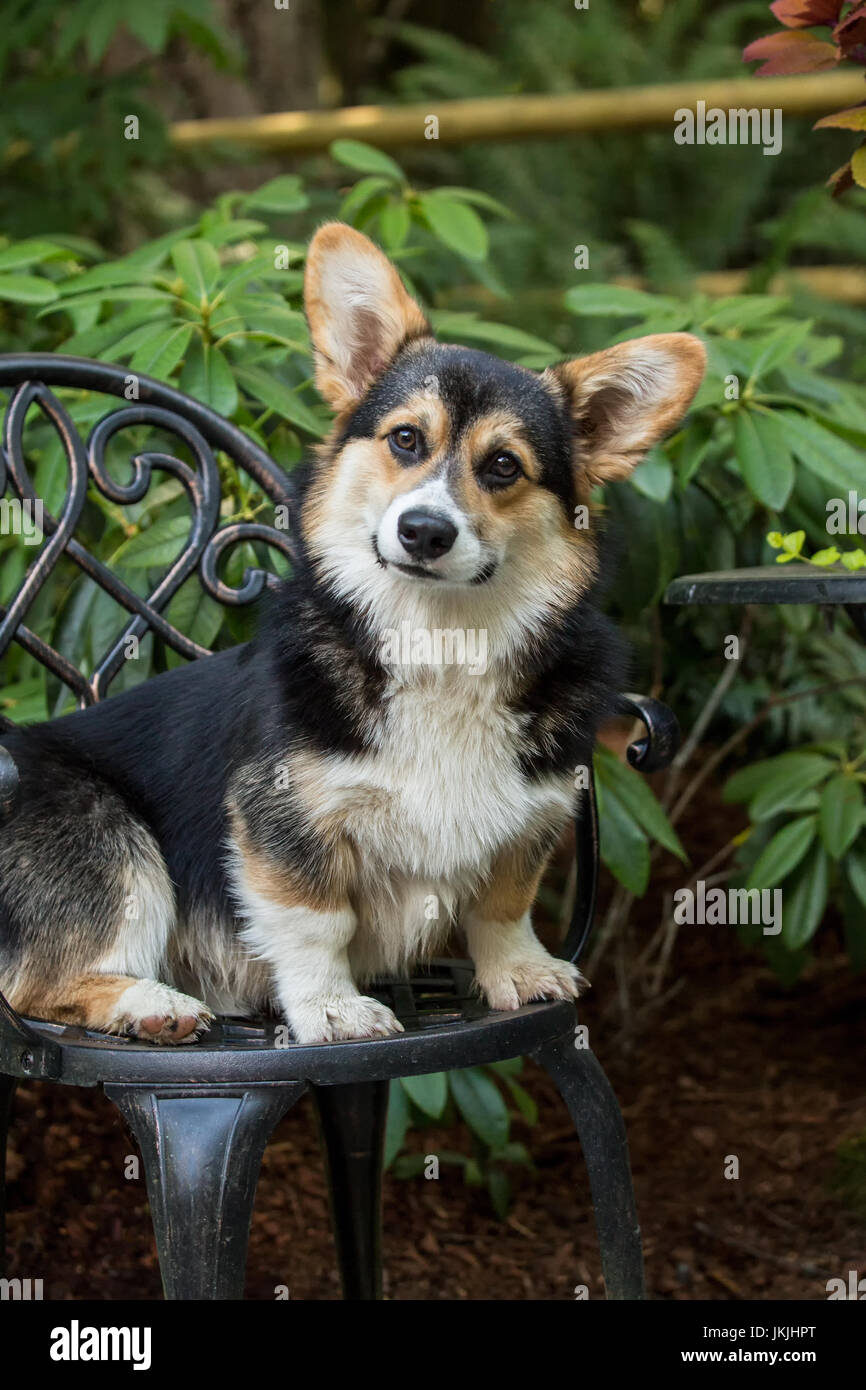 Tucker, a six month old Corgi puppy, sitting on a metal patio chair in Issaquah, Washington, USA Stock Photo