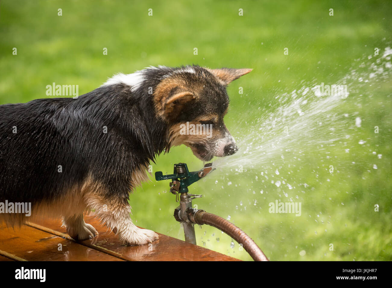 Tucker, a six month old Corgi puppy, trying to drink from the lawn sprinkler, getting all wet in the process, in Issaquah, Washington, USA Stock Photo