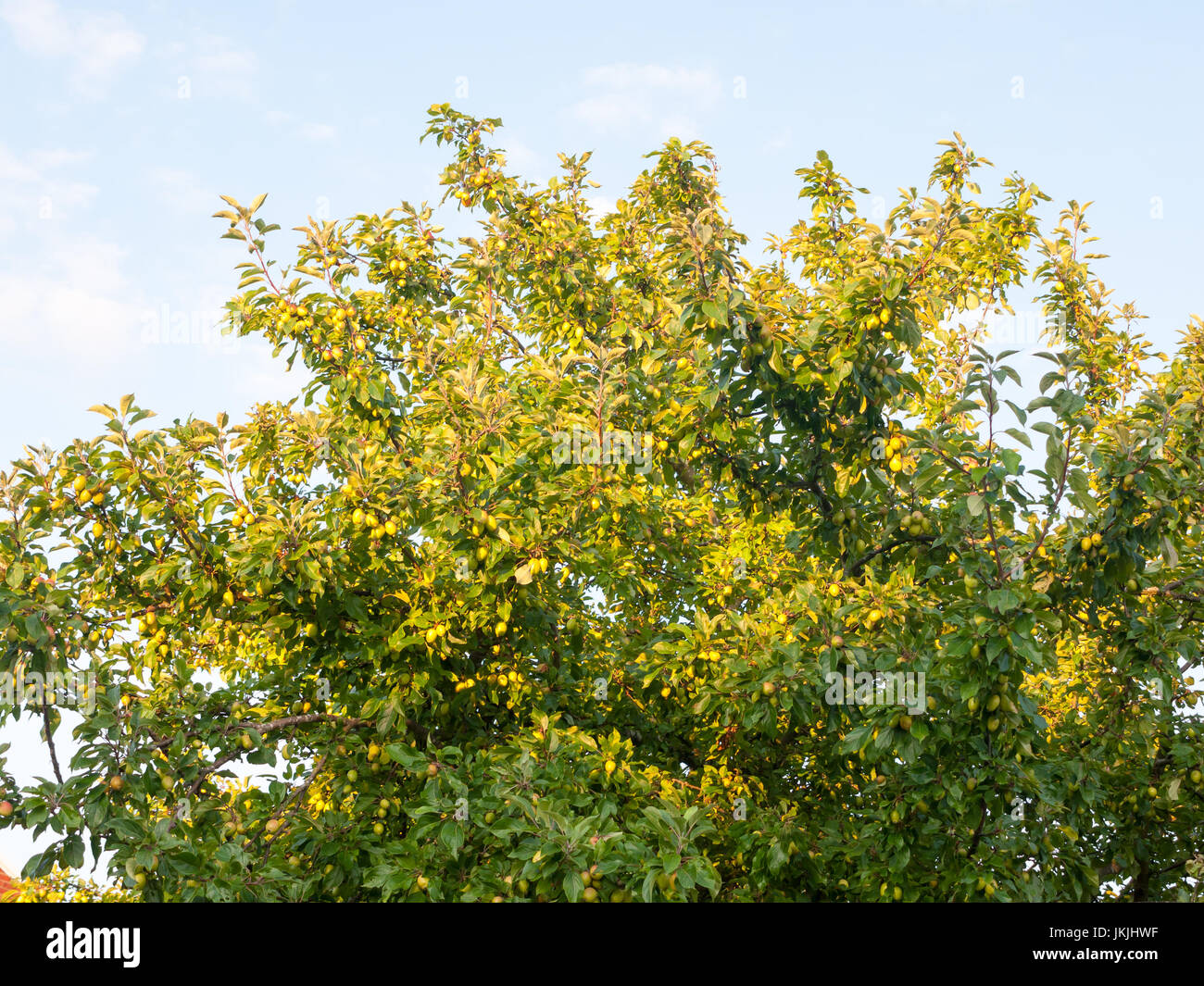 green growing crab apples on a tree in summer light; Essex; England; UK