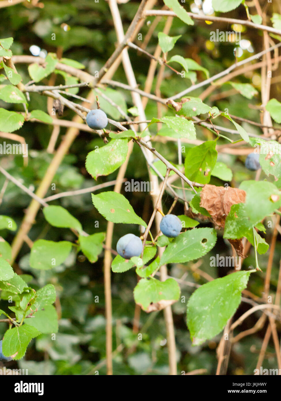 several blue sloe berries growing on a tree; Essex; England; UK Stock