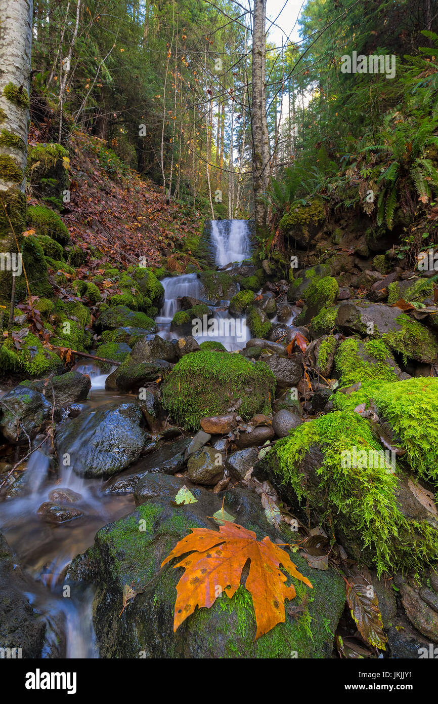 Tributary waterfall at Lower Lewis River Falls in Gifford Pinchot National Forest in Fall Season Stock Photo