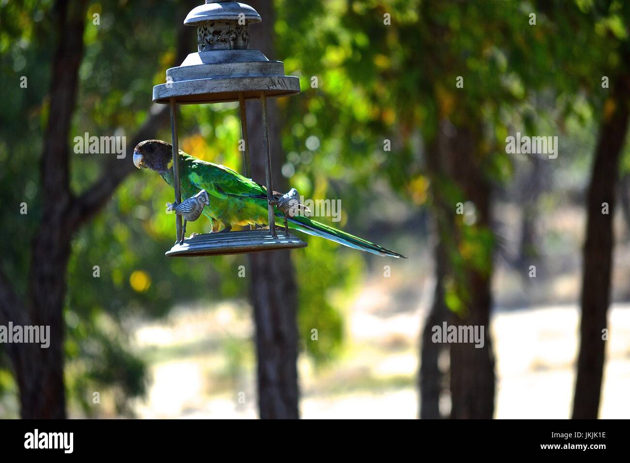 Australian Ringneck (28 parrot) in a feeder Stock Photo