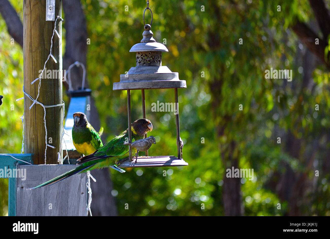 Pair of green parrots at a feeder Stock Photo