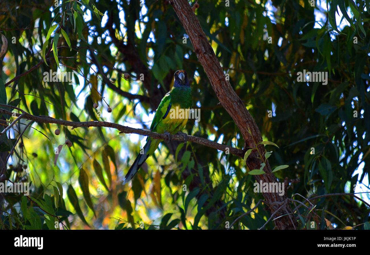 Green Parakeet in a tree Stock Photo