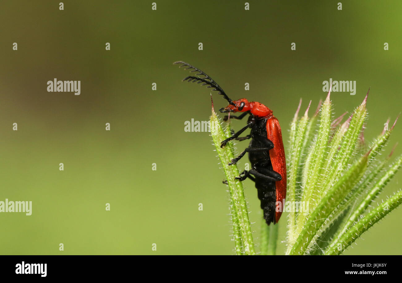 Cardinal beetle red headed beetle pyrochroa serraticornis insect beetle ...