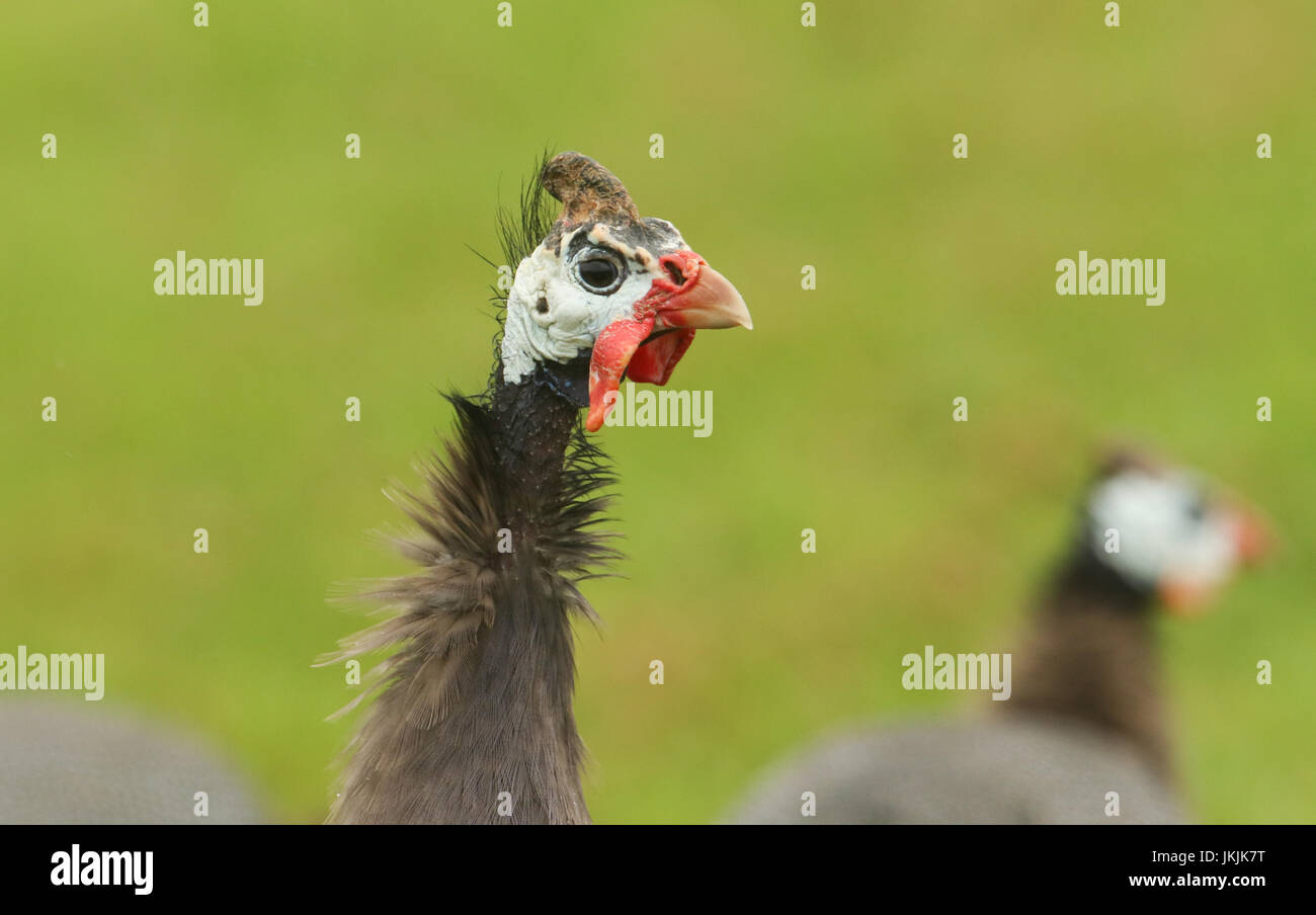 Guinea fowl uk hi-res stock photography and images - Alamy