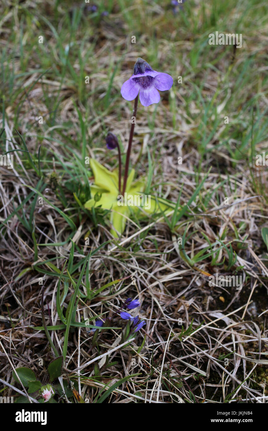 Pinguicula vulgaris - Butterworts - Highlands - Scotland Stock Photo