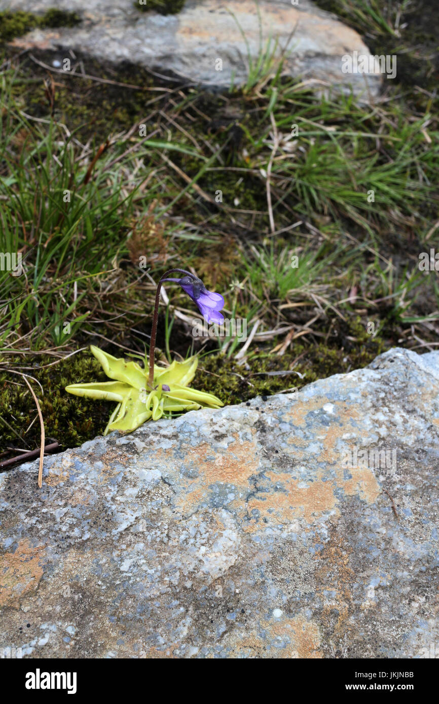 Pinguicula vulgaris - Butterworts - Highlands - Scotland Stock Photo