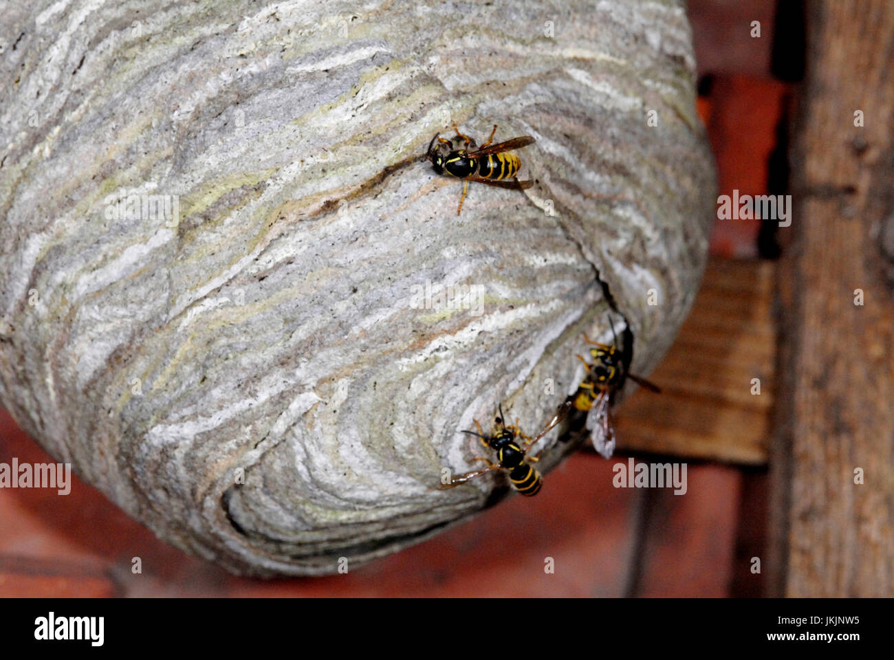 This is the nest of the Common Wasp (Vespula vulgaris).The nest is made of a paper like material constructed from wood scrappings - the largest nests have been found up to 1mtr across. Stock Photo