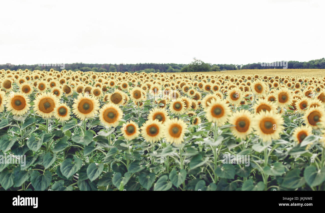 Field of blooming sunflowers on a background of blue sky Stock Photo ...