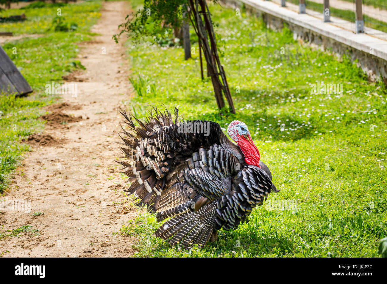 Domestic turkey (Meleagris gallopavo) with colourful head, neck and wattle standing outdoors in a farmyard in a farm in France Stock Photo