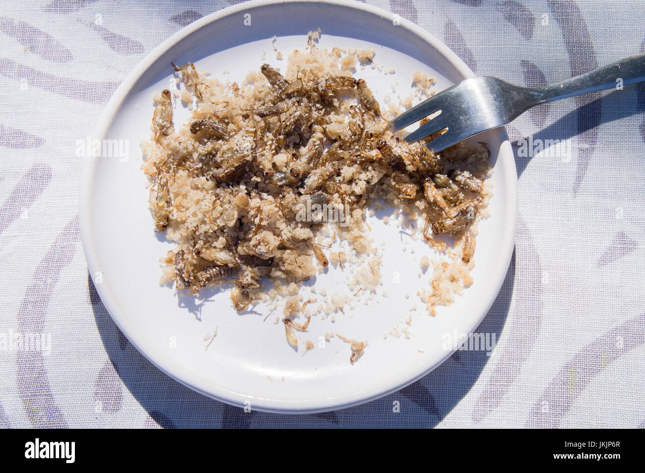 unusual insect dishes for visitors within the Insectivore Days, caramelised House Cricket, Acheta domesticus, plate, food Stock Photo
