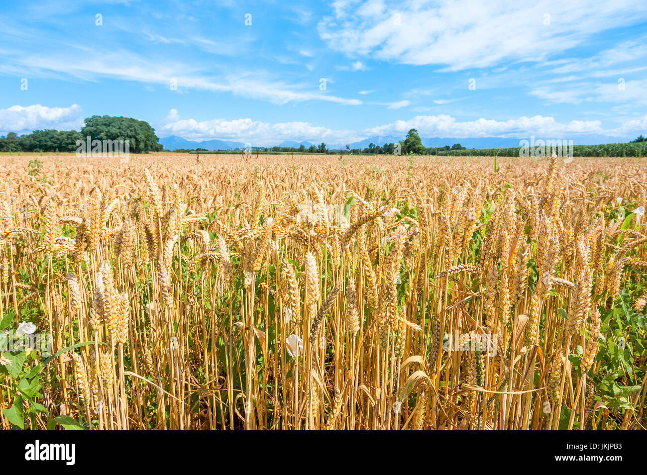 Agricultural landscape with grain field. Close up of wheat ear. Stock Photo