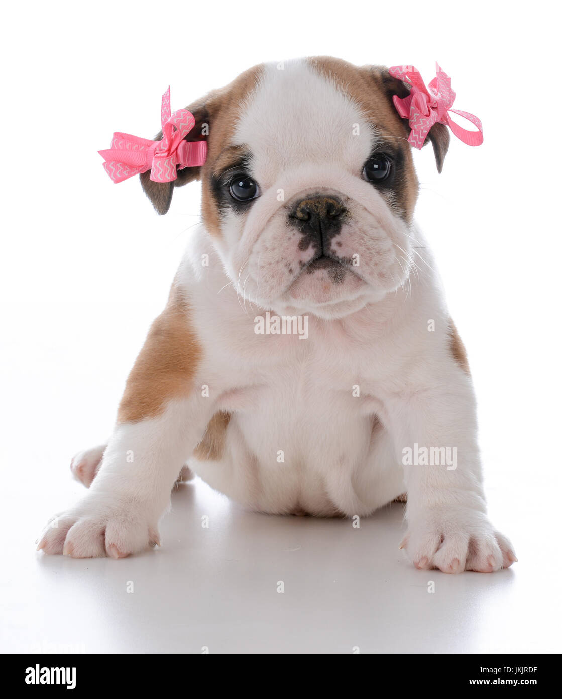 cute female bulldog puppy wearing bows on white background Stock Photo Alamy