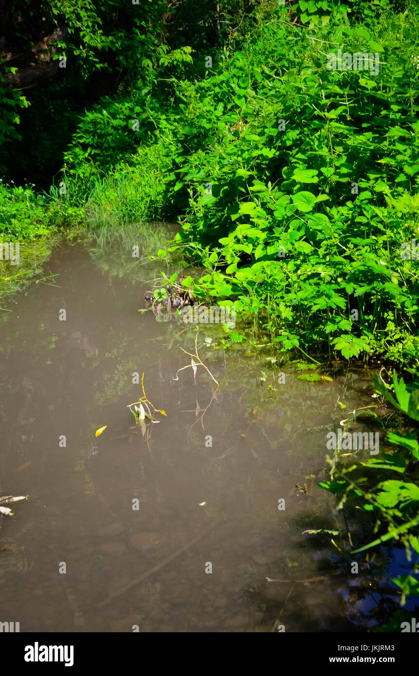 Small Clean River and Green Overgrown River Banks Stock Photo