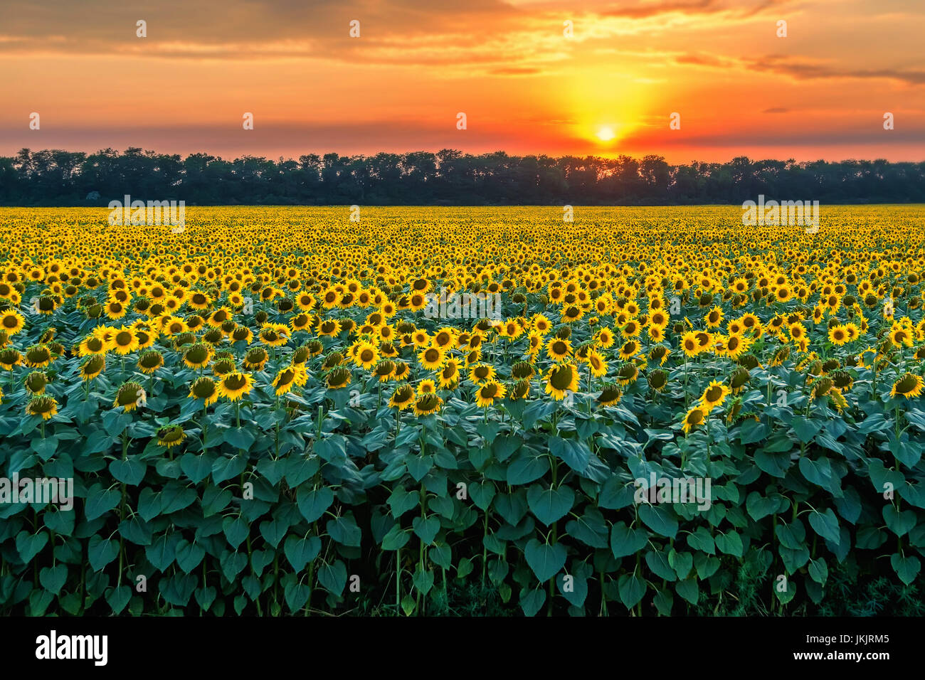 Field of sunflowers during sunset Stock Photo - Alamy