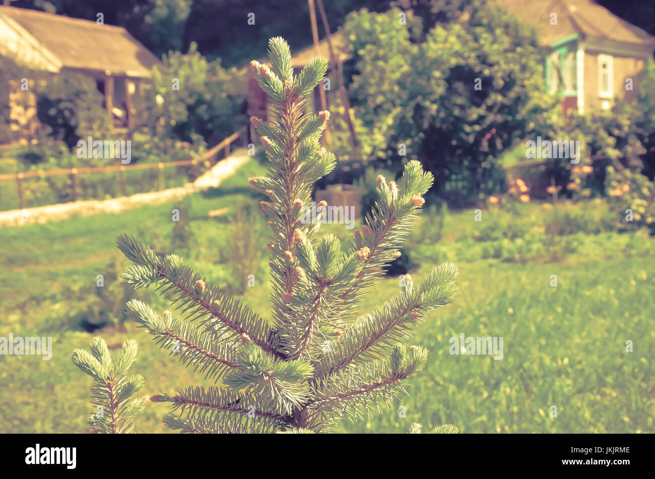 Blue spruce in summer yard in village clseup Stock Photo