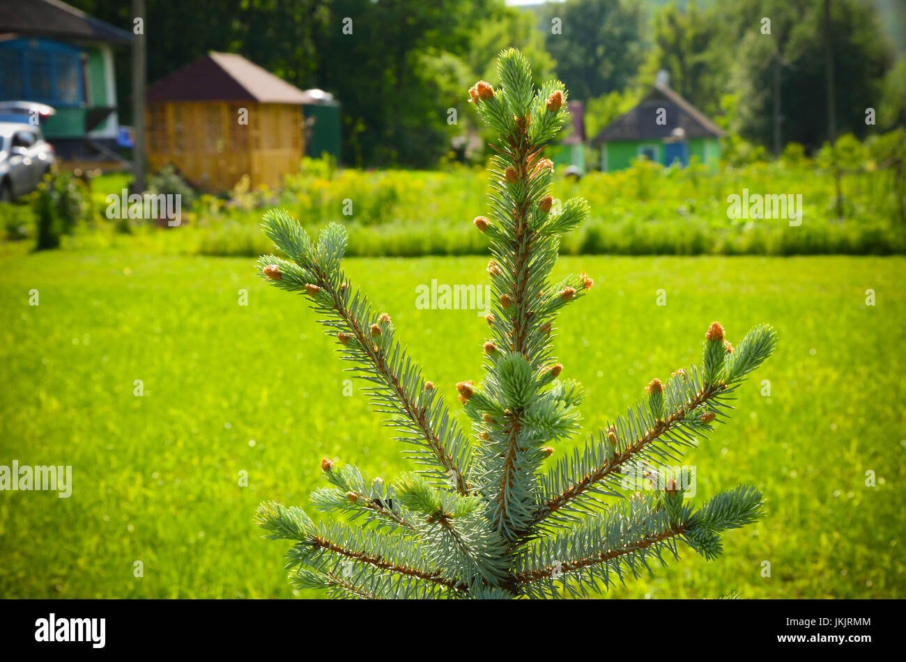 Blue spruce in summer yard in village clseup Stock Photo