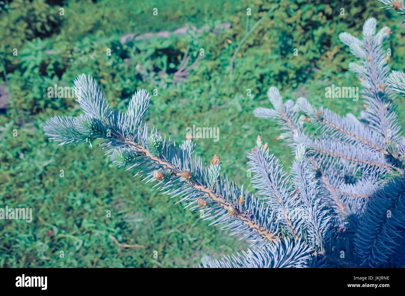 Blue spruce branches on a green background Stock Photo