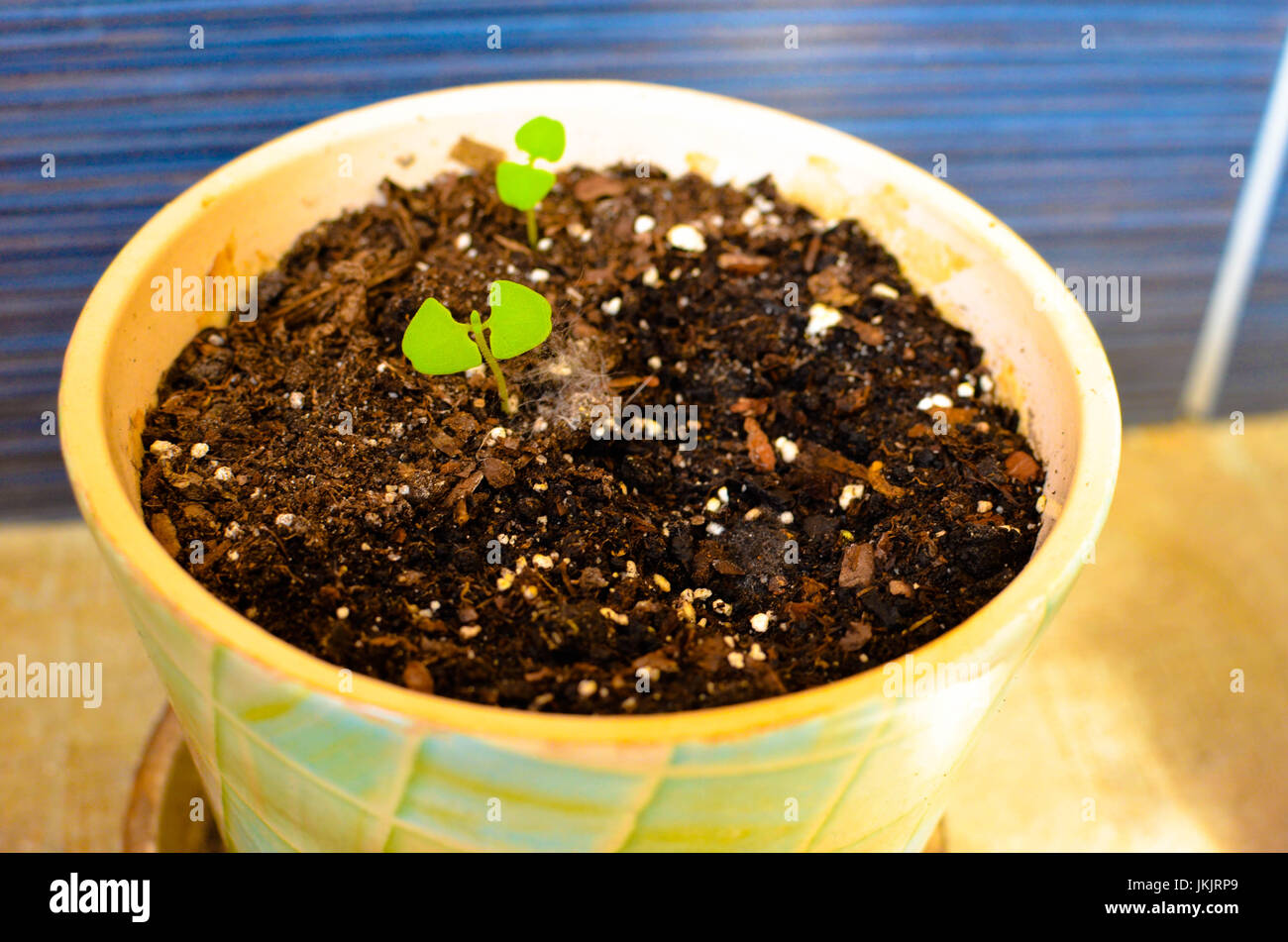Sweet basil sprouts hires stock photography and images Alamy