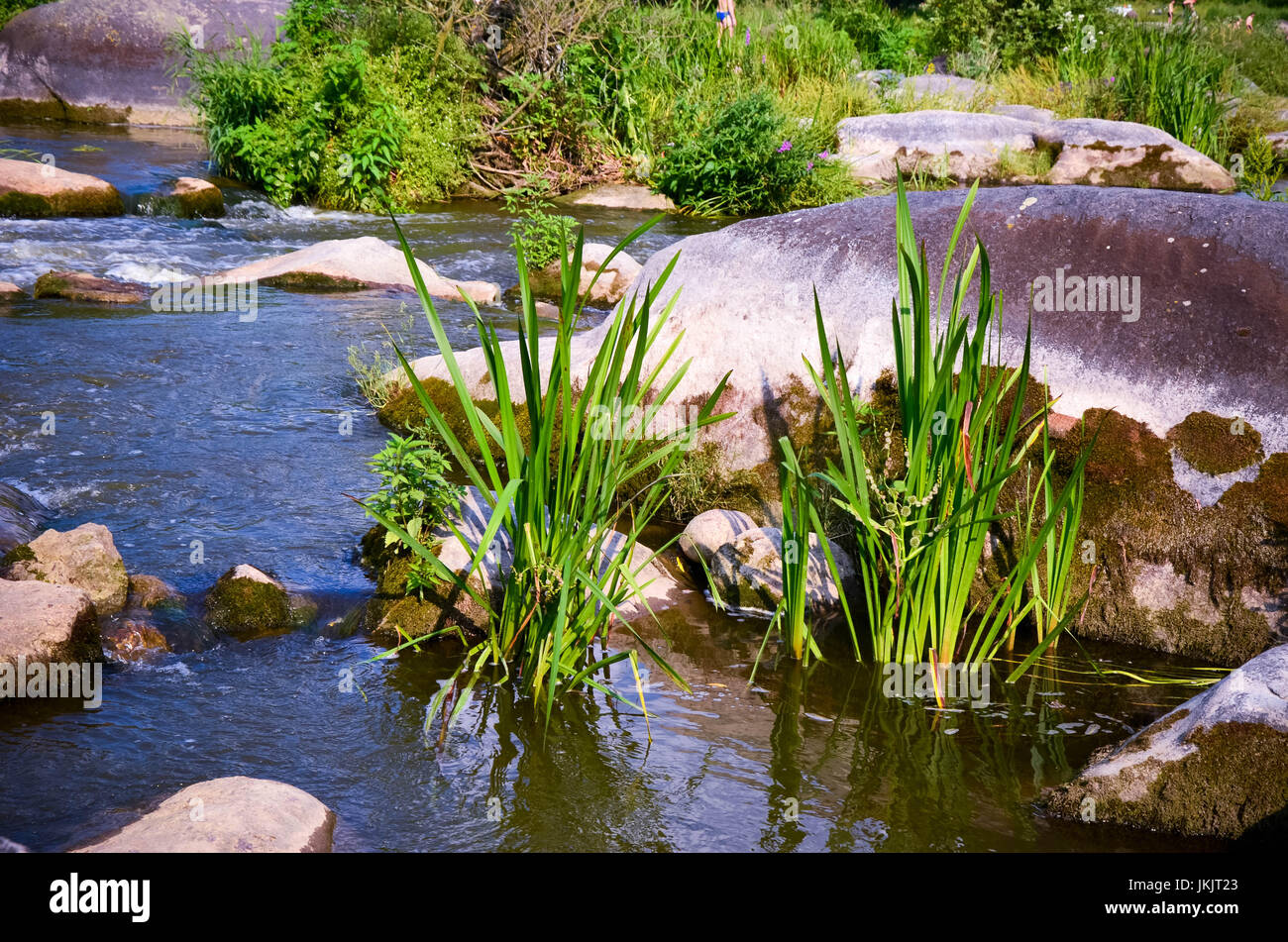 Peaceful Landscape With Forest River Plants And Stones In Ukraine Stock Photo Alamy