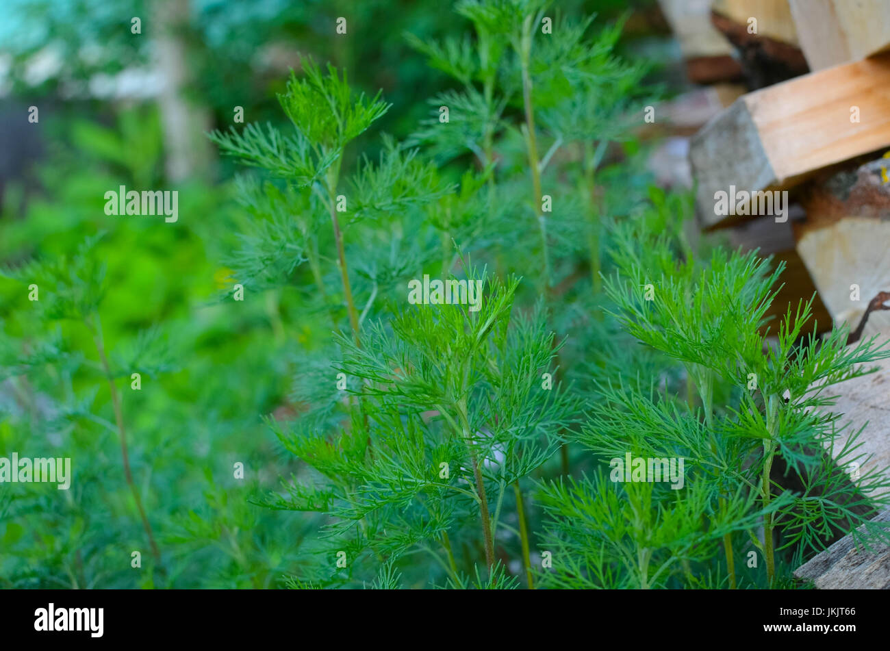 camomile green leaves without flowers in spring garden stock photo