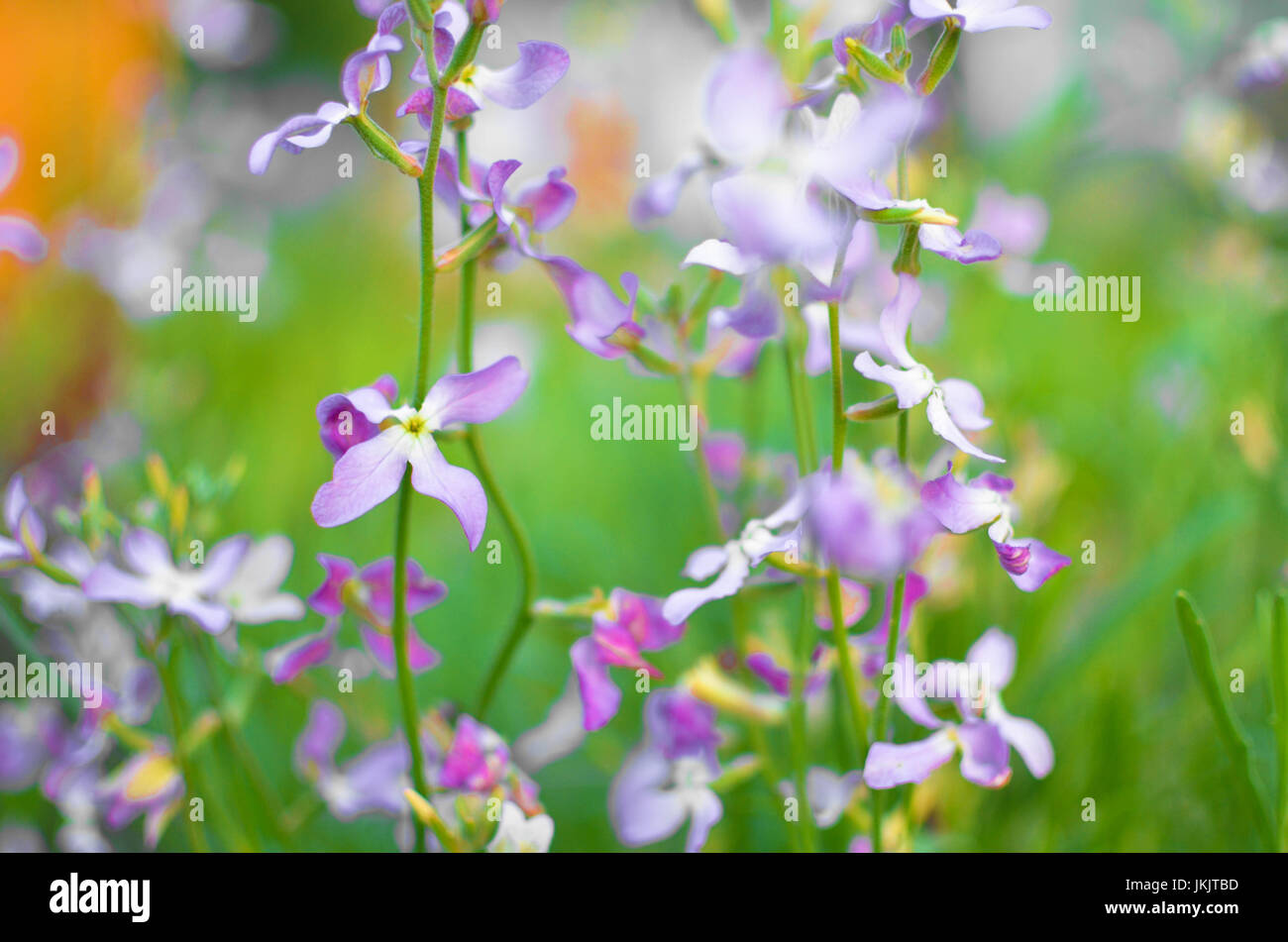 Night flowers violet spring gentle Matthiola longipetala background Stock Photo