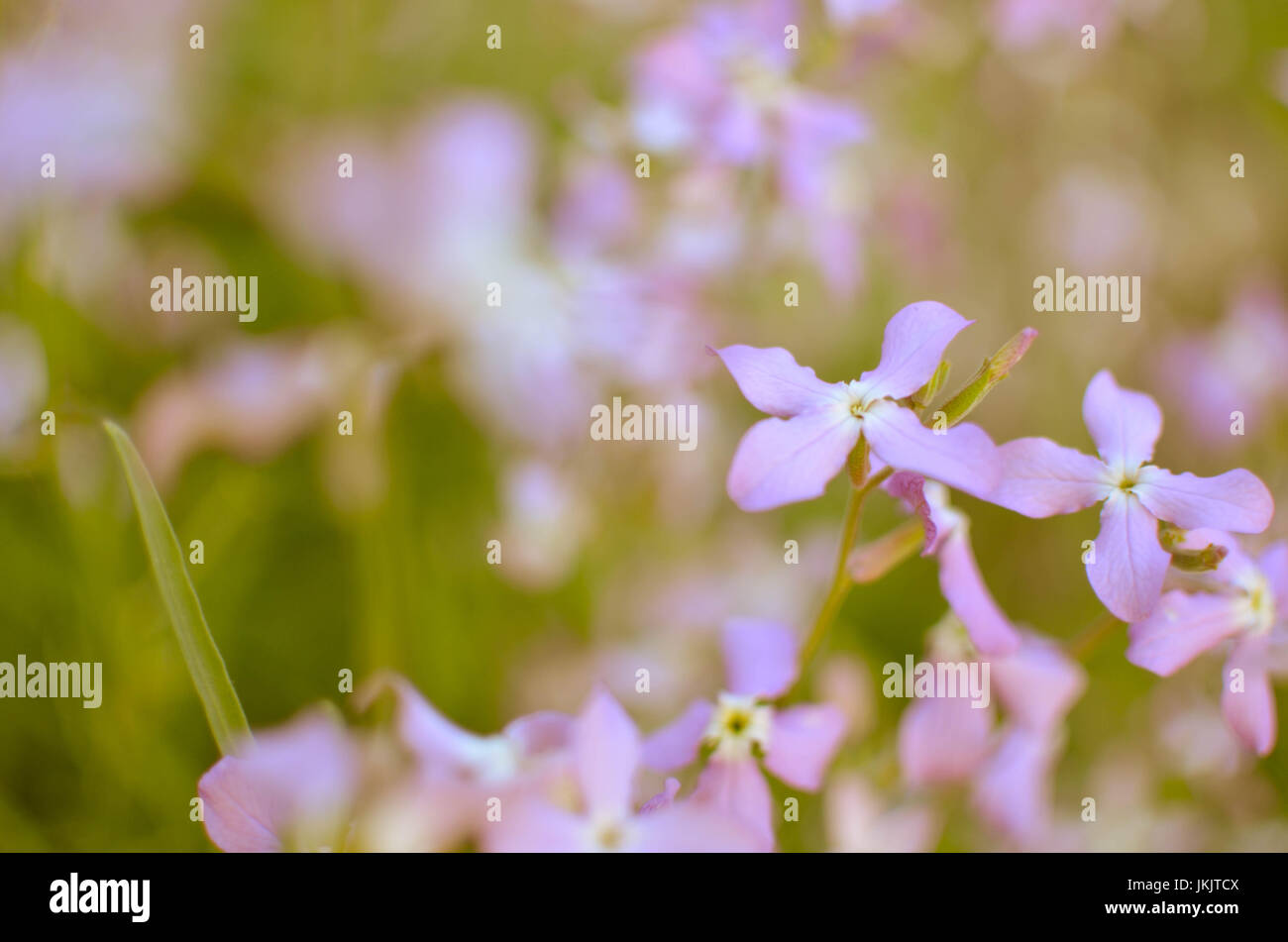 Night flowers violet spring gentle Matthiola longipetala background Stock Photo