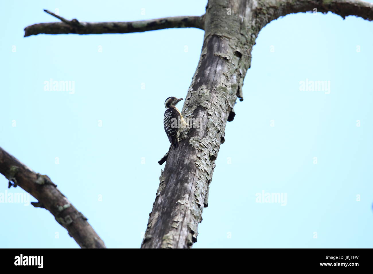 Sunda pygmy woodpecker (Yungipicus moluccensis) in Borneo, Malaysia Stock Photo