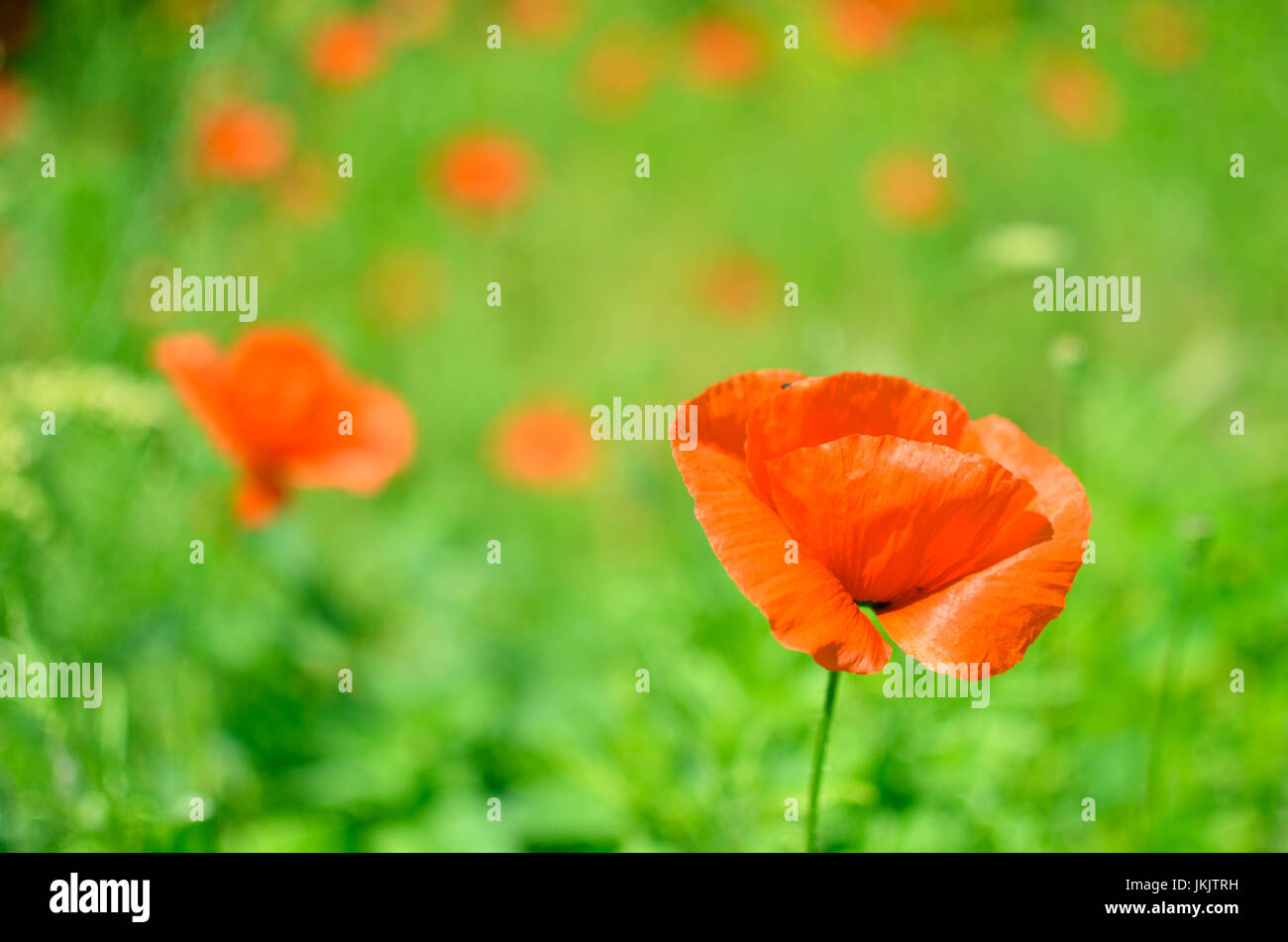 Red poppy flowers at green field at summer Stock Photo - Alamy