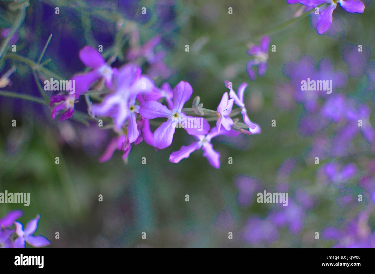 Night flowers violet spring gentle Matthiola longipetala background Stock Photo