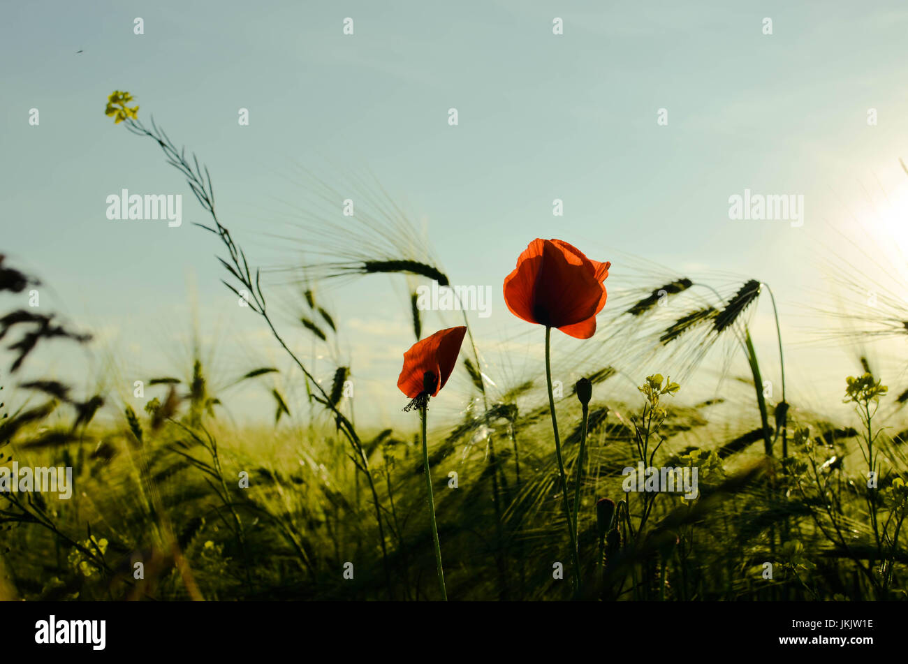 Field of wheat and red poppies against the blue sky and the Sun ...