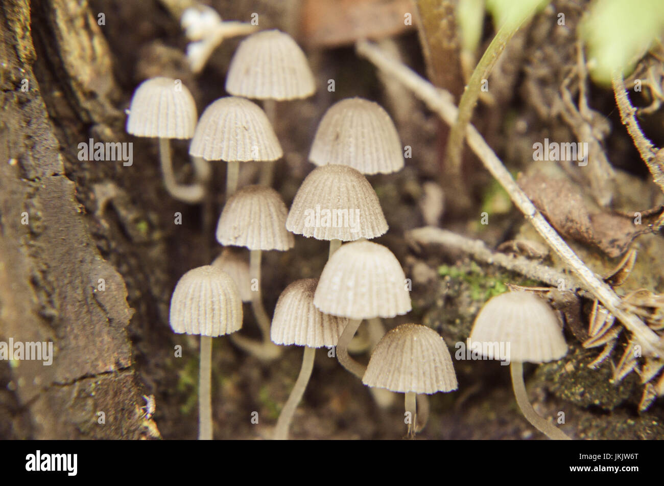 Tiny wild white mushrooms growing on the tree closeup Stock Photo Alamy