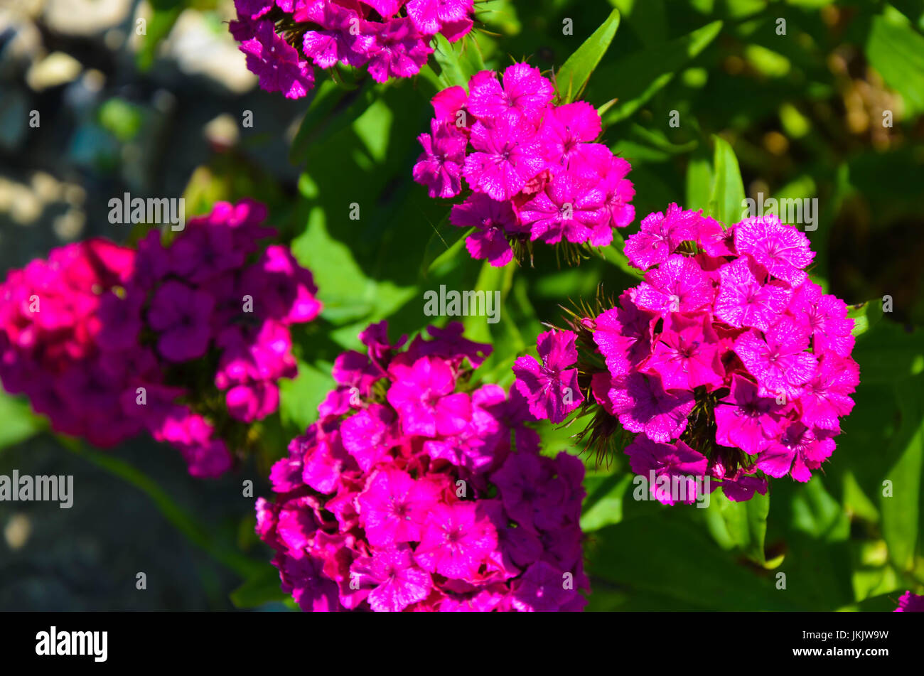 Flowerbed with Rose campion Lychnis coronaria as backgroung Stock Photo