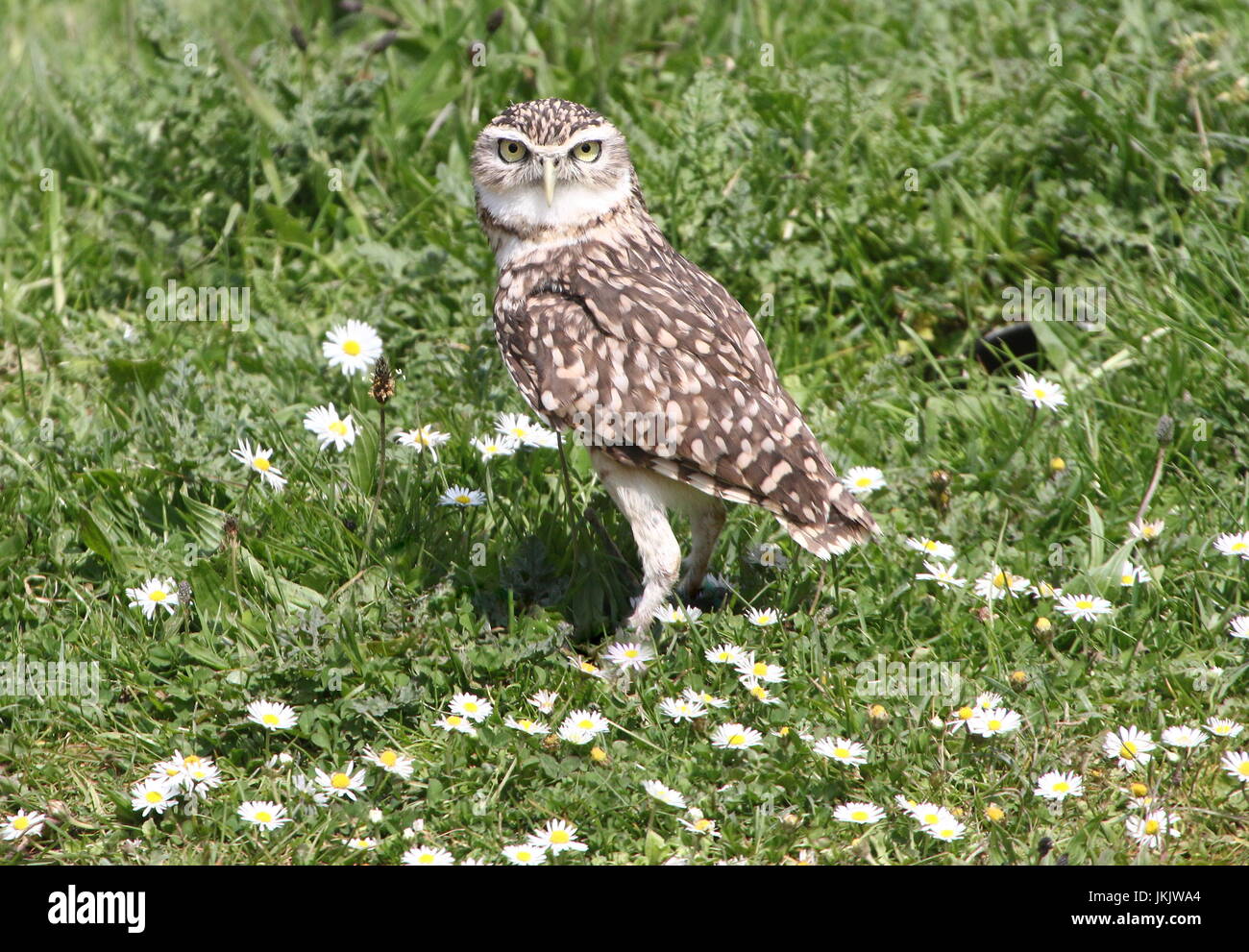 New World Burrowing owl (Athene cunicularia) walking in the grass in summer. Stock Photo