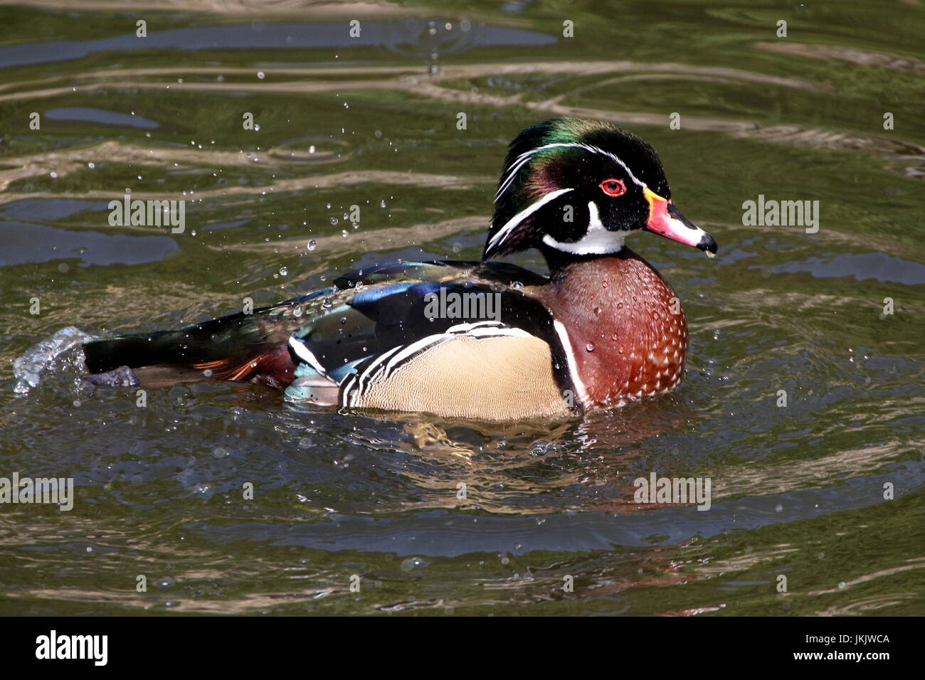 Male North American Wood duck or Carolina duck (Aix sponsa Stock Photo