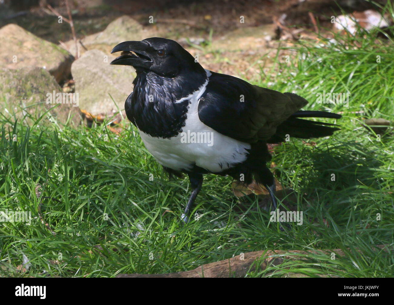 African Pied crow (Corvus albus), a small crow-sized raven native to Subsaharan Africa. Stock Photo