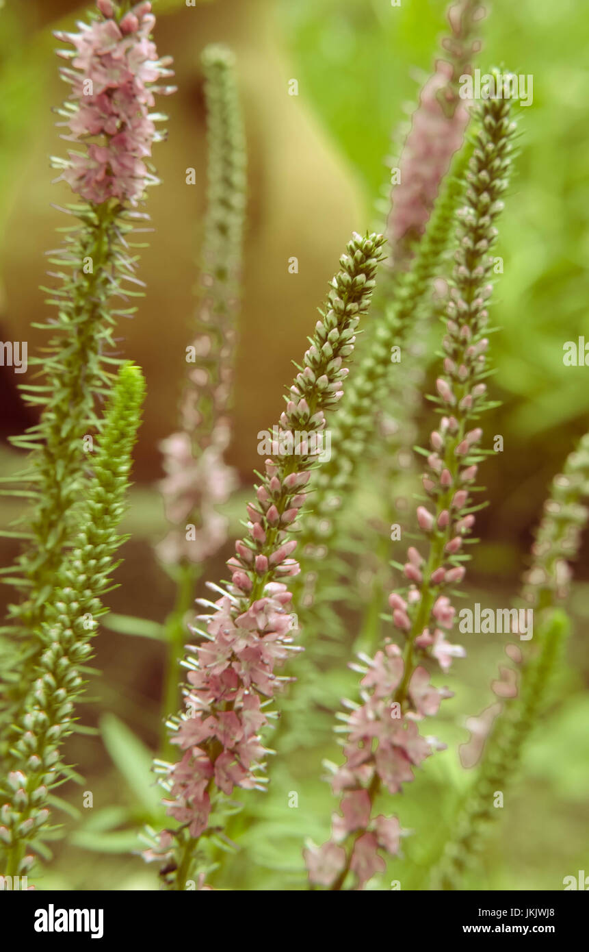 Common heather calluna vulgaris . Small honey forest plant and ornamental garden plant. Stock Photo