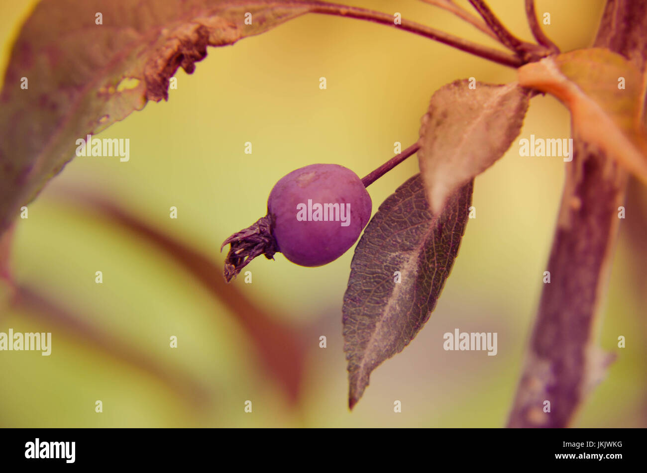 The Malus RedSentinel apples are good for gelatine and jam. They are